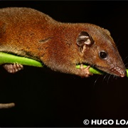 Sepia Short-Tailed Opossum