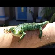 Jalapa Arboreal Alligator Lizard