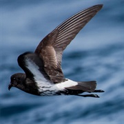 New Zealand Storm Petrel