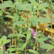 Benniseed (Sesamum Radiatum)