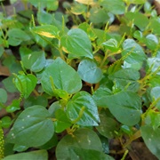 Pepper Elder (Peperomia Pellucida)
