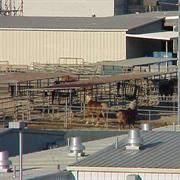 Circle D Corral (1954-Present)