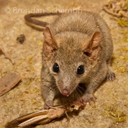 Ningbing False Antechinus
