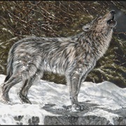 Saskatchewan Wildlife