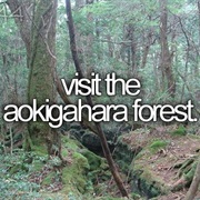 Visit Aokigahara Forest