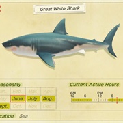 Great White Shark