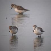 Lepelbek Strandloper