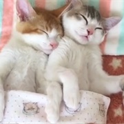 Make "Bedroom Time" a Priority