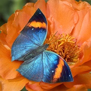 Indian Leaf Blue Butterfly