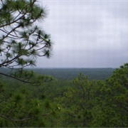 Sand Hills State Forest, South Carolina