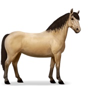 Chincoteague Pony - Dun