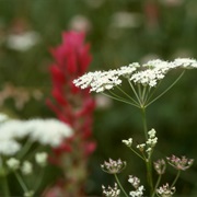 Gardner's Yampah (Perideridia Gairdneri)