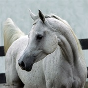 Arabian Horse