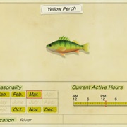 Yellow Perch
