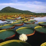 The Pantanal - Brazil/Bolivia/Paraguay