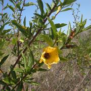 Bluff Hill National Park (QLD)