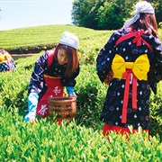Visiting Asia's Spice & Tea Plantations