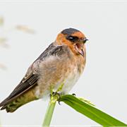Cave Swallow