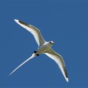 White-Tailed Tropicbird