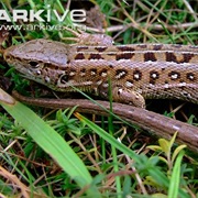 Sand Lizard