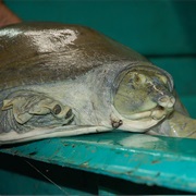 Nubian Flapshell Turtle