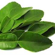 Kaffir Lime Leaf