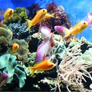 London Zoo Aquarium