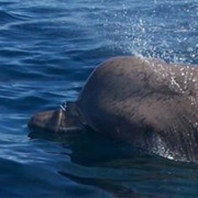 Northern Bottlenose Whale