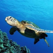 See Wild Sea Turtles