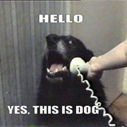 "Yes, This Is Dog"
