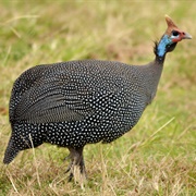 Guineafowl