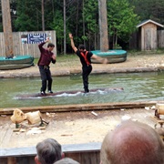 Jack Pines Lumberjack Shows, MacKinaw City