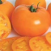 Orange Tomato