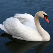 Swan