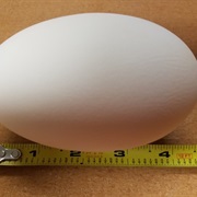 Swan Egg