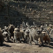 Monkeys