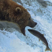 Salmon Run, North America