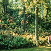 Grand Mound (International Falls)