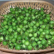 Turkey Berry (Solanum Torvum)