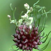 Wild Garlic (Allium Vineale)
