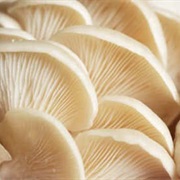 Oyster Mushroom (Pleurotus Ostreatus)