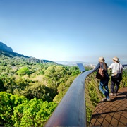 Walk the Boomslang Treetop Walkway
