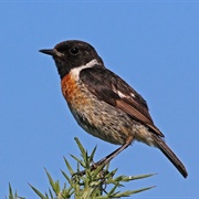 European Stonechat