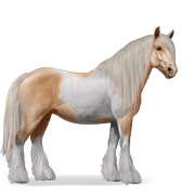 Gypsy Vanner - Palomino Tobiano