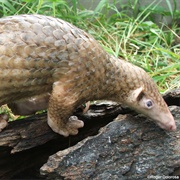 Philippine Pangolin