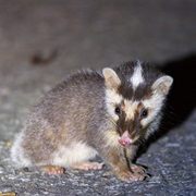 Chinese Ferret-Badger