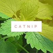Catnip to Relieve Anxiety & Tension