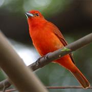 Hepatic Tanager