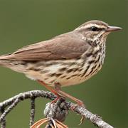 Northern Waterthrush