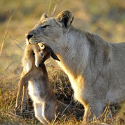 Discover the Food Chain